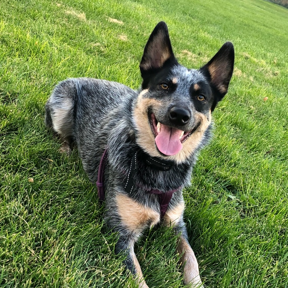 Meet your Posher, Allyson